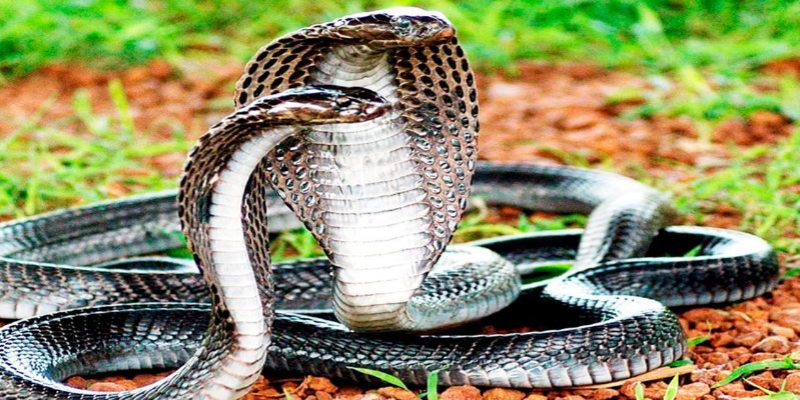 Mơ thấy rắn hổ mang thể hiện điềm báo xấu trong công việc